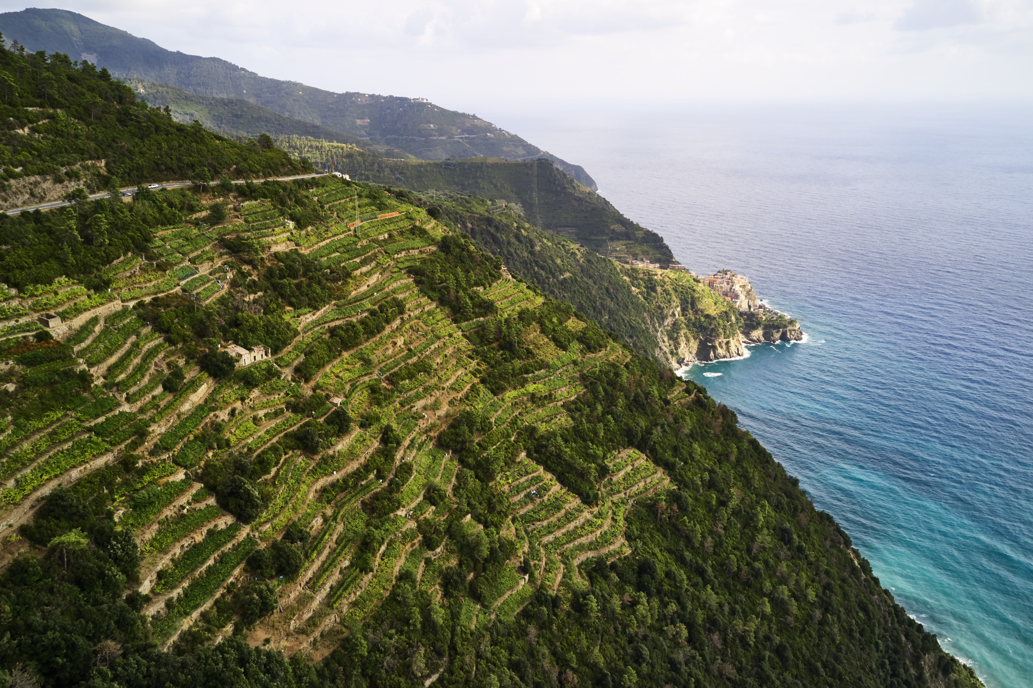 世界的ネットワーク