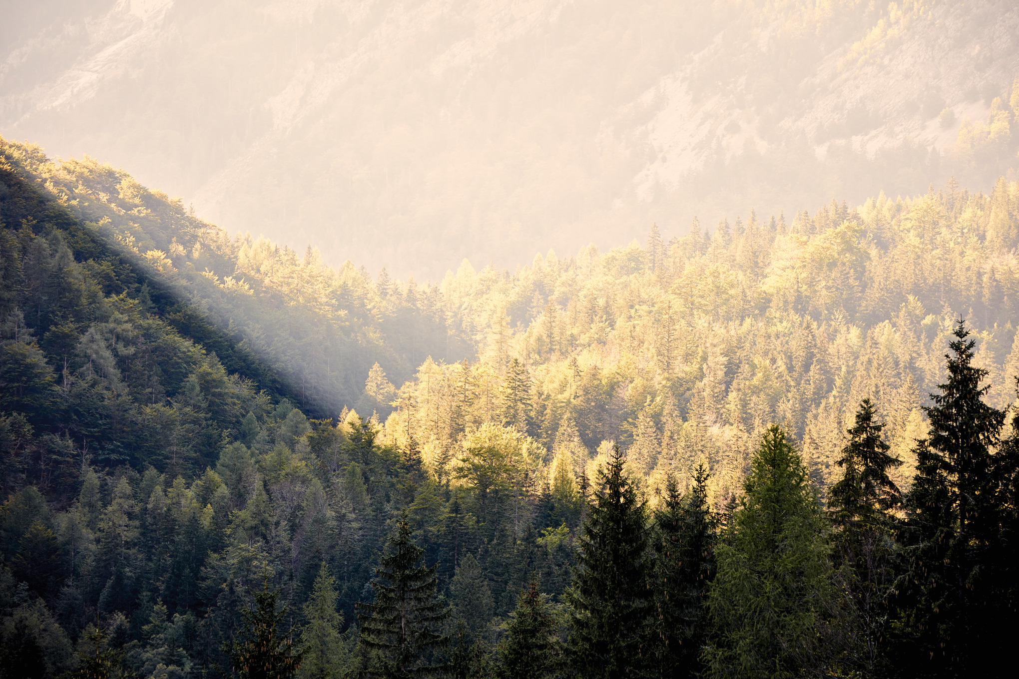 世界各地のSTIHL販売会社