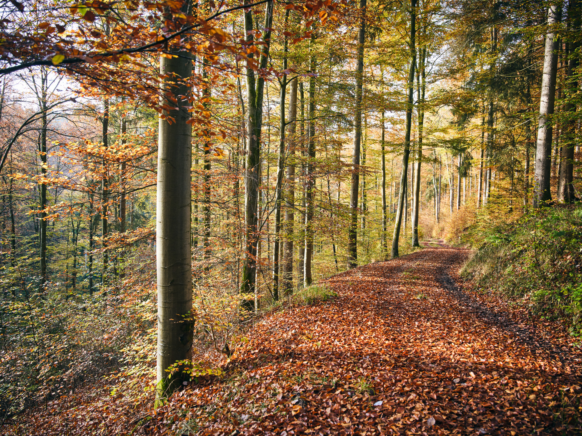 経済的持続可能性