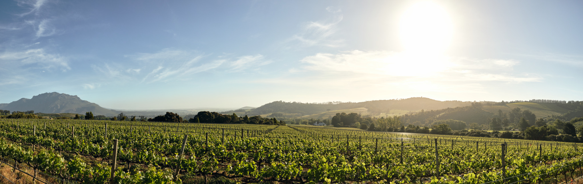 STIHL販売会社 アフリカ