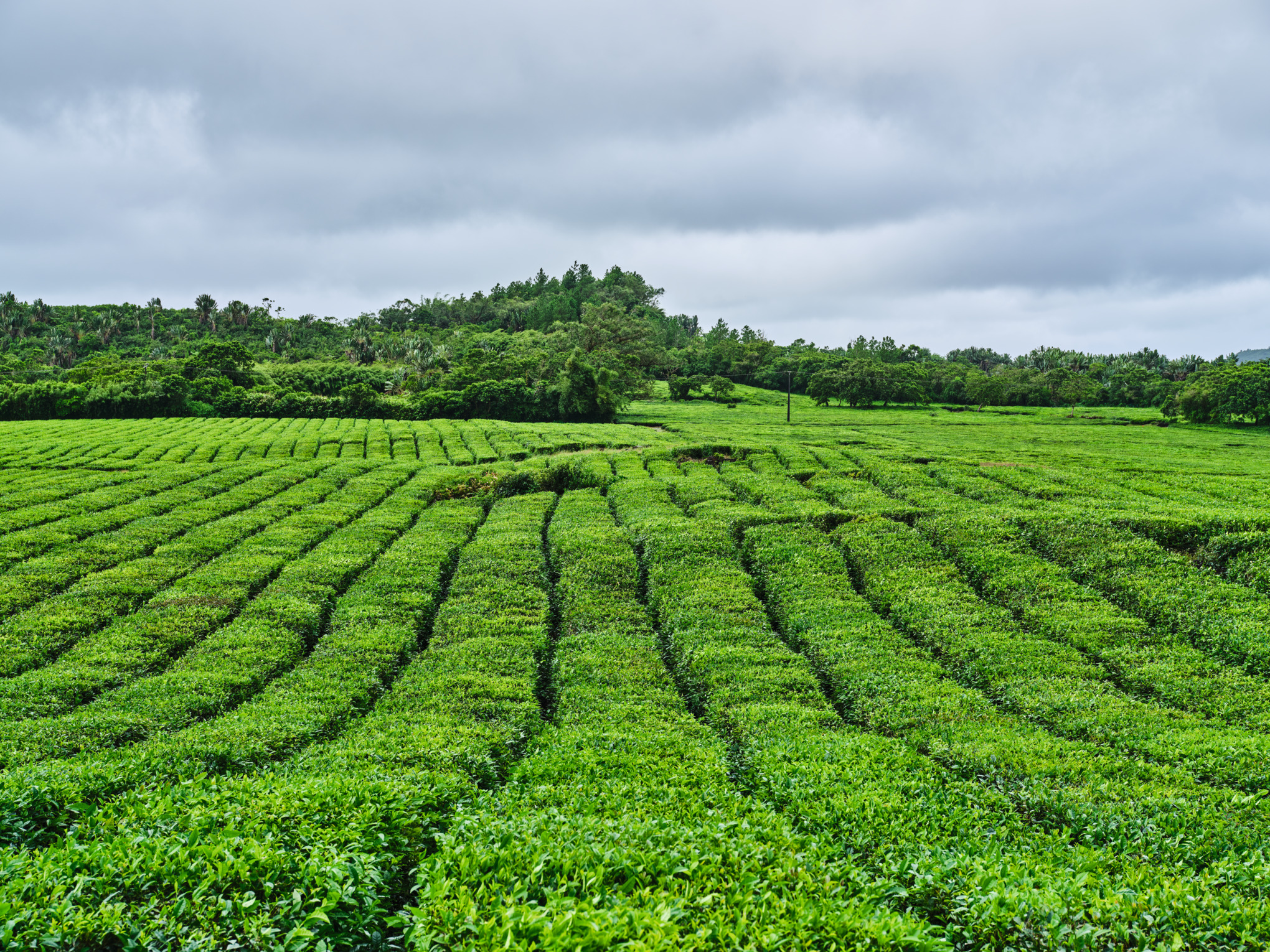 STIHL中東販売会社