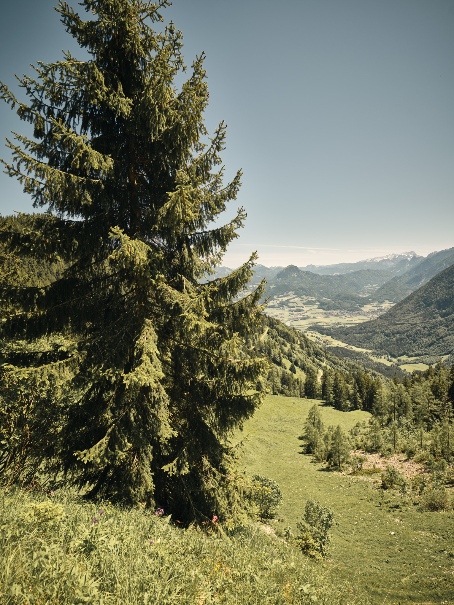 サステナビリティ戦略