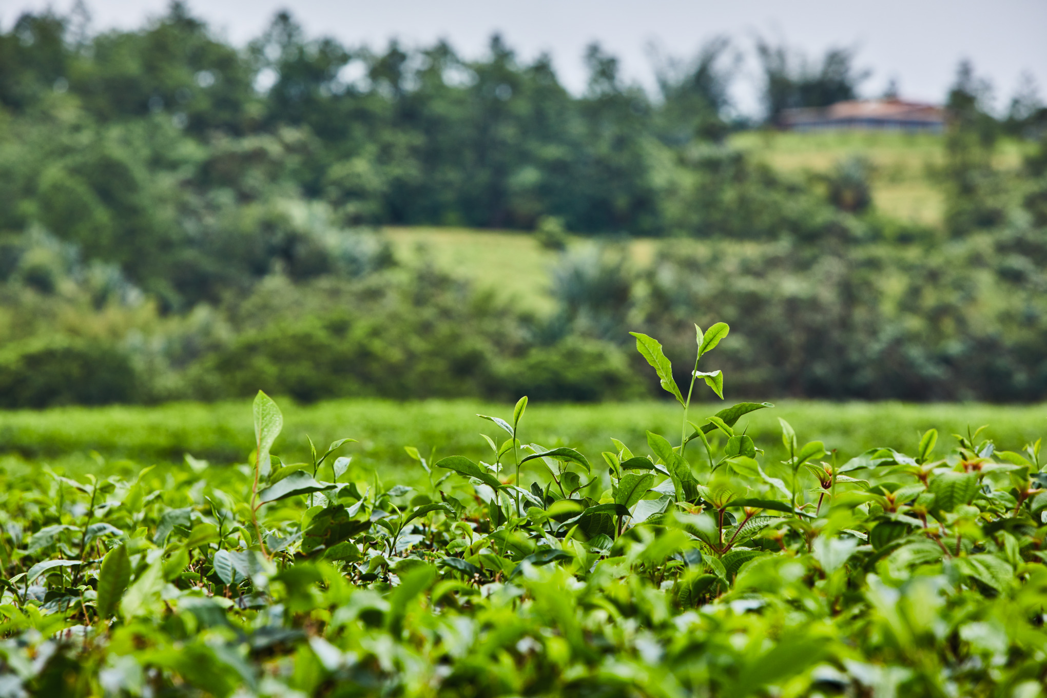 自然をイメージした成長